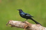 Great-tailed Grackle.