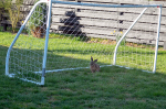 Så kom Haren i mål.