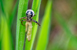 Xysticus audax