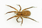 Zora nemoralis