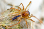 Cheiracanthium sp.