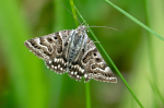 Marmoreret klverugle