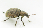 Liophloeus tessulatus