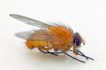 Phaonia pallida