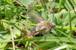 Smalrandet humlebisvrmer