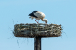 Hvid Stork