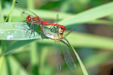 Se ogs de andre foto's i 'Insekter'