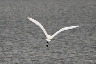 Se ogs de andre foto's i 'Fugle'