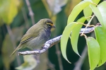 Yellow-faced Grassquit.