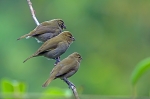 Yellow-faced Grassquit.